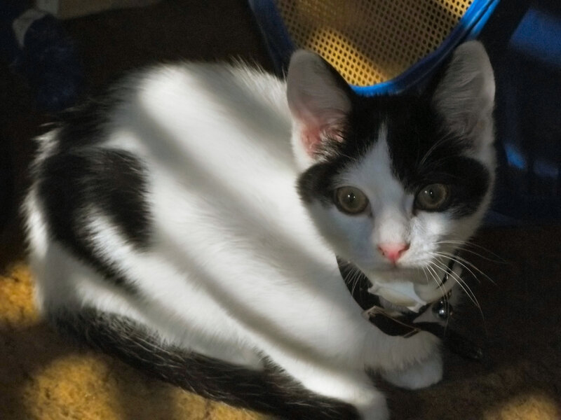 Black and White Cat — Calm, Afternoon, Photograph, Collar, Mesh Chair