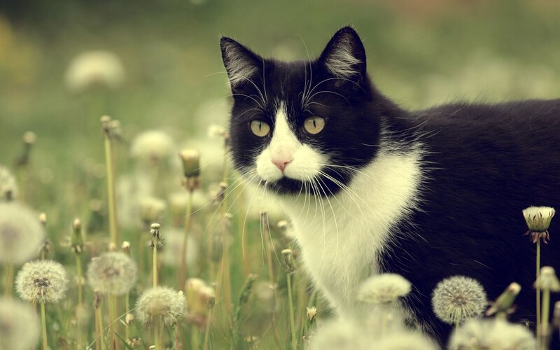 Black and White Cat — Calm, Afternoon, Photograph, Dandelions