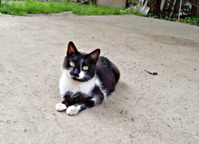 Black and White Cat — Calm, Afternoon, Photograph, Dirt Ground