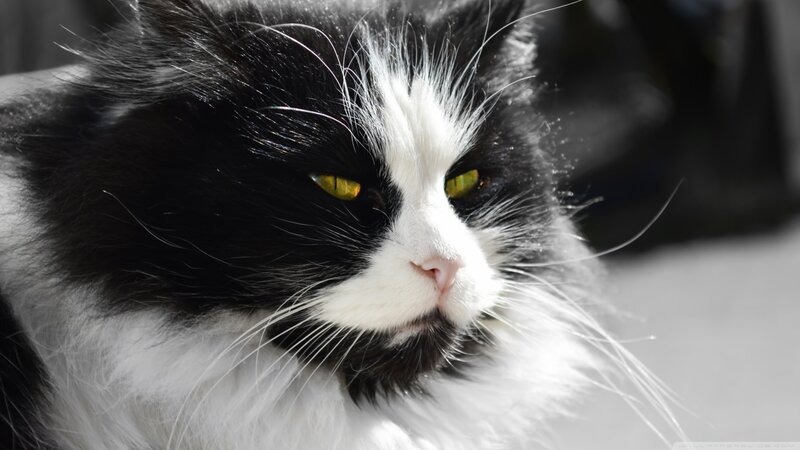 Black and White Cat — Calm, Afternoon, Photograph, Eyes, Whiskers