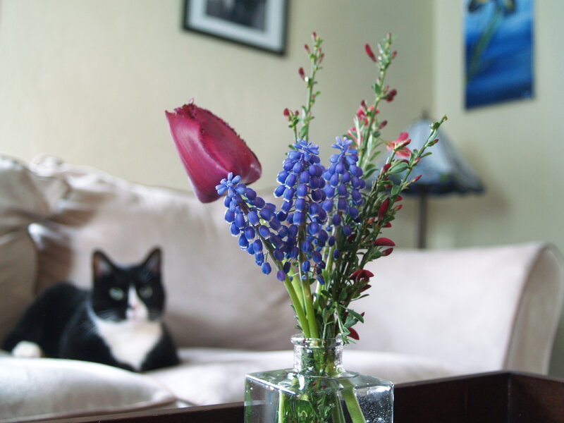 Black and White Cat — Calm, Afternoon, Photograph, Flowers, Couch