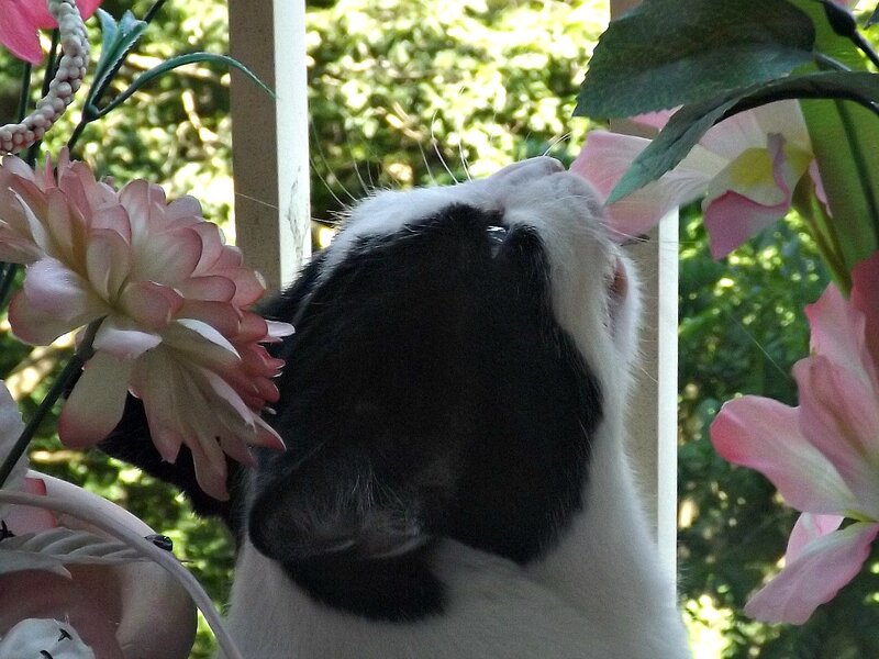 Black and White Cat — Calm, Afternoon, Photograph, Flowers, Greenery