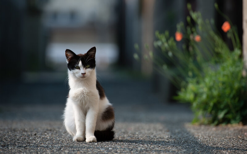 Black and White Cat — Calm, Afternoon, Photograph, Flowers, Pavement