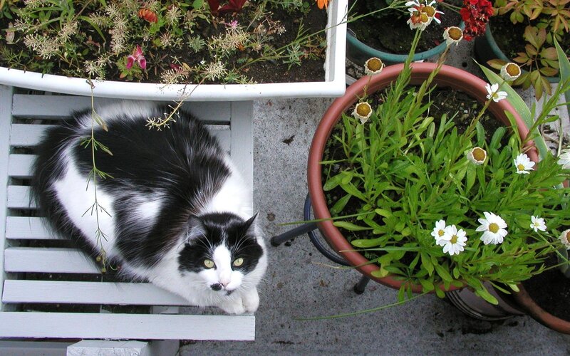 Black and White Cat — Calm, Afternoon, Photograph, Flowers, Pots
