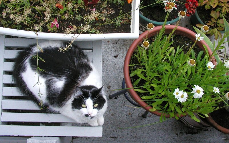 Black and White Cat — Calm, Afternoon, Photograph, Flowers