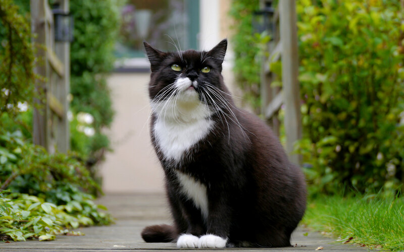 Black and White Cat — Calm, Afternoon, Photograph, Garden