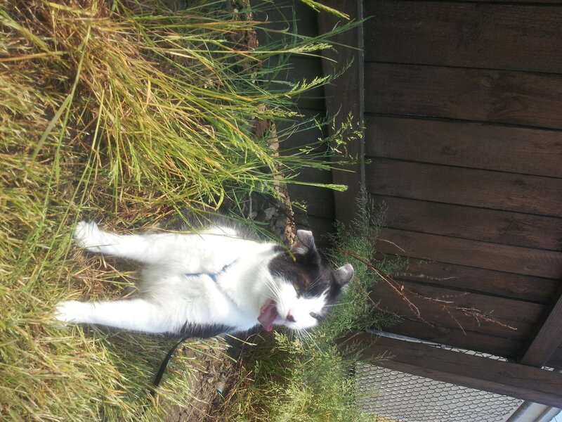 Black and White Cat — Calm, Afternoon, Photograph, Grass