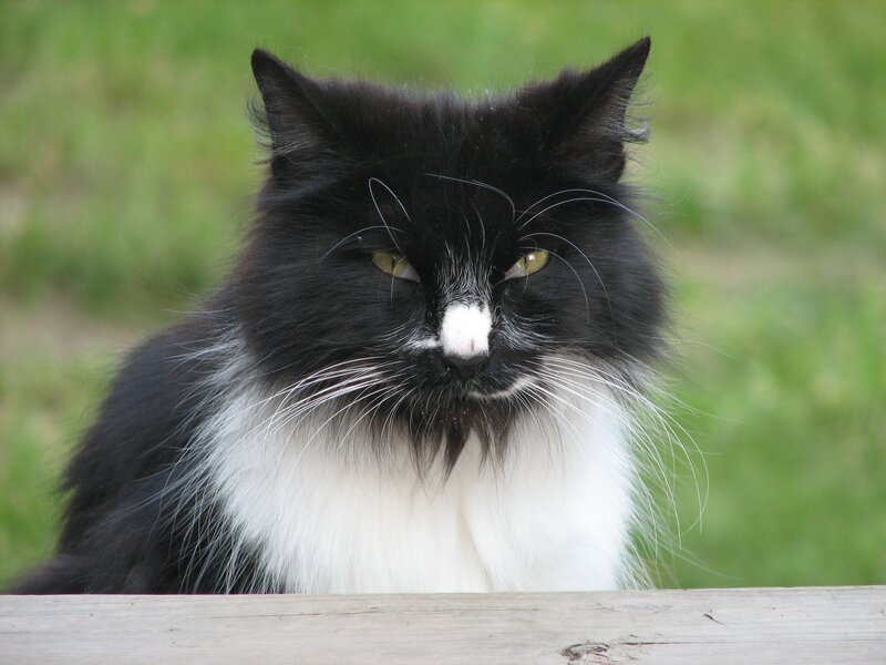 Black and White Cat — Calm, Afternoon, Photograph, Grass, Wooden Surface