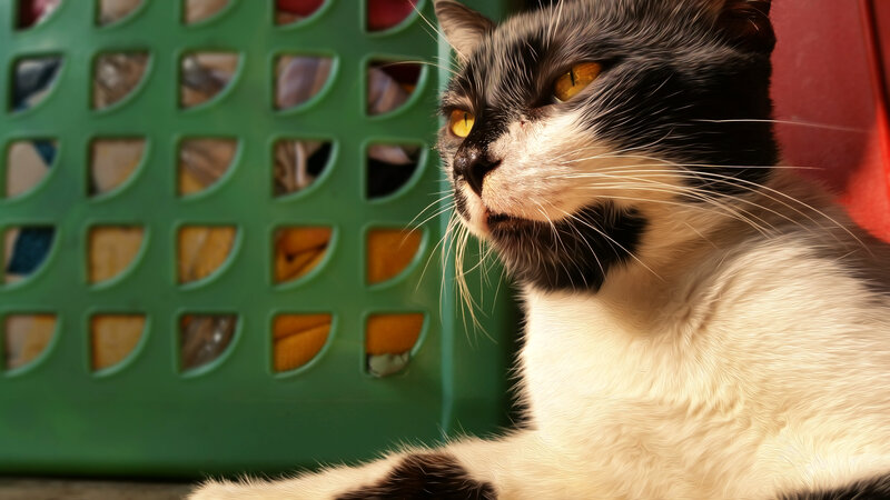 Black and White Cat — Calm, Afternoon, Photograph, Green Basket