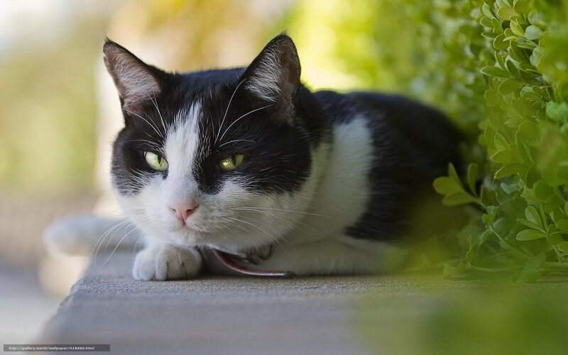 Black and White Cat — Calm, Afternoon, Photograph, Green Bush, Concrete Surface