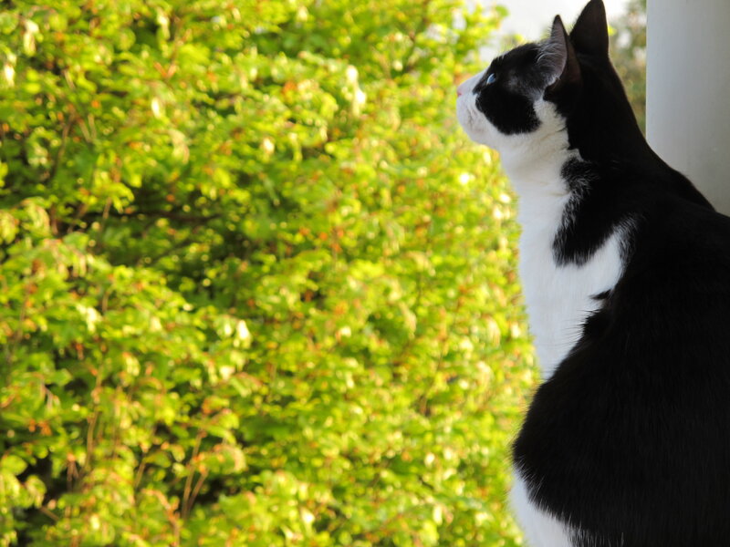 Black and White Cat — Calm, Afternoon, Photograph, Green Foliage