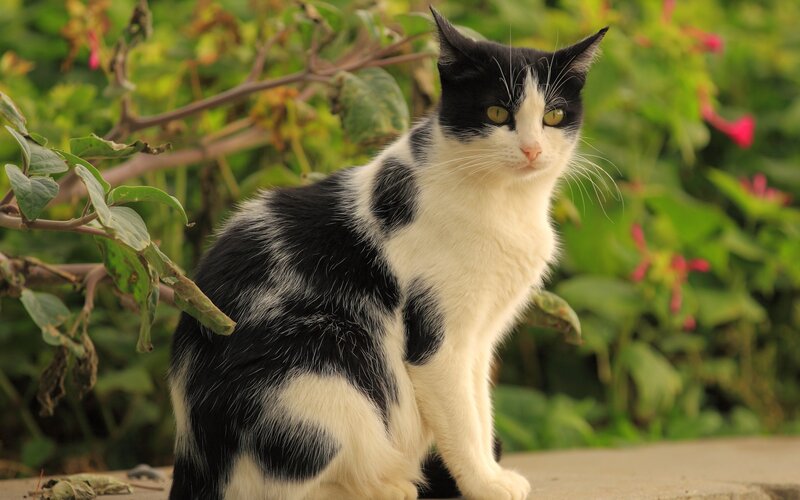 Black and White Cat — Calm, Afternoon, Photograph, Green Leaves