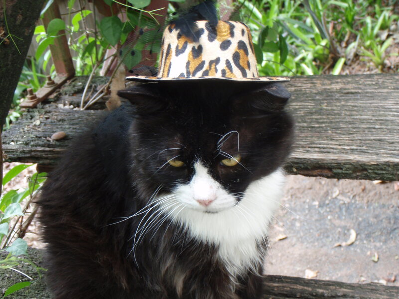 Black and White Cat — Calm, Afternoon, Photograph, Hat