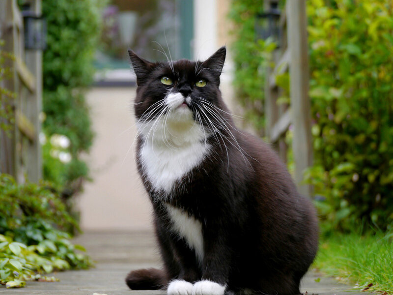 Black and White Cat — Calm, Afternoon, Photograph, Path