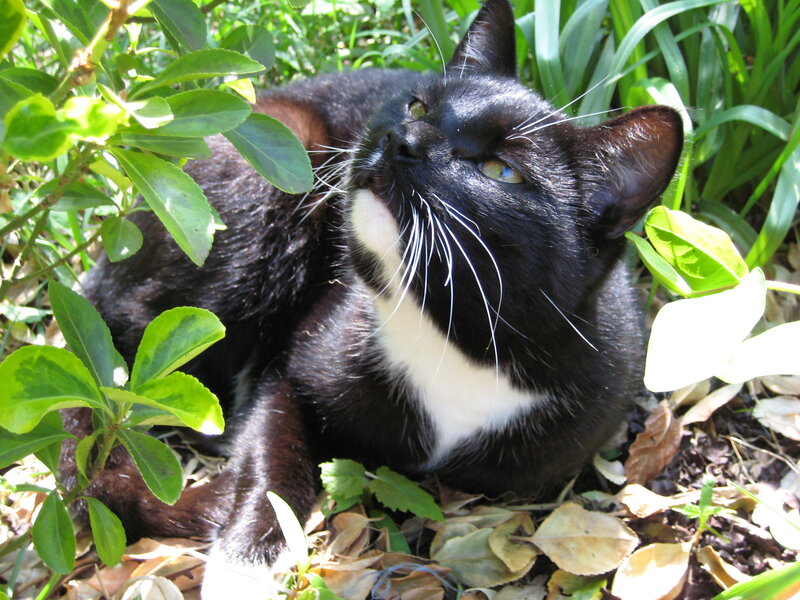Black and White Cat — Calm, Afternoon, Photograph, Plants, Leaves