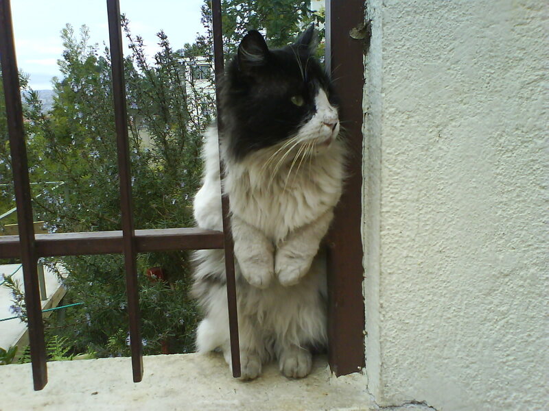 Black and White Cat — Calm, Afternoon, Photograph, Railing