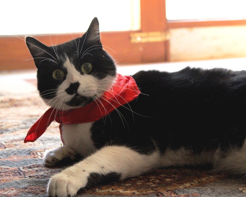 Black and White Cat — Calm, Afternoon, Photograph, Red Bandana