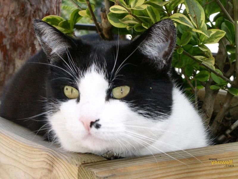 Black and White Cat — Calm, Afternoon, Photograph