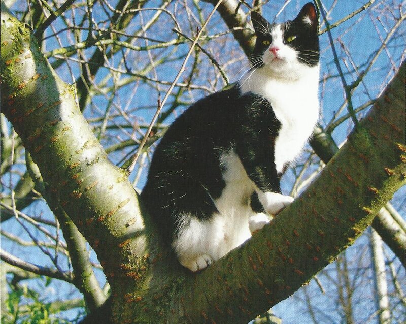 Black and White Cat — Calm, Afternoon, Photograph, Tree