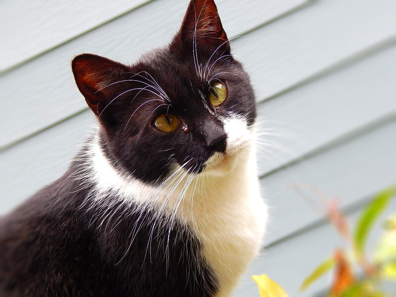 Black and White Cat — Calm, Afternoon, Photograph, Wall, Plant