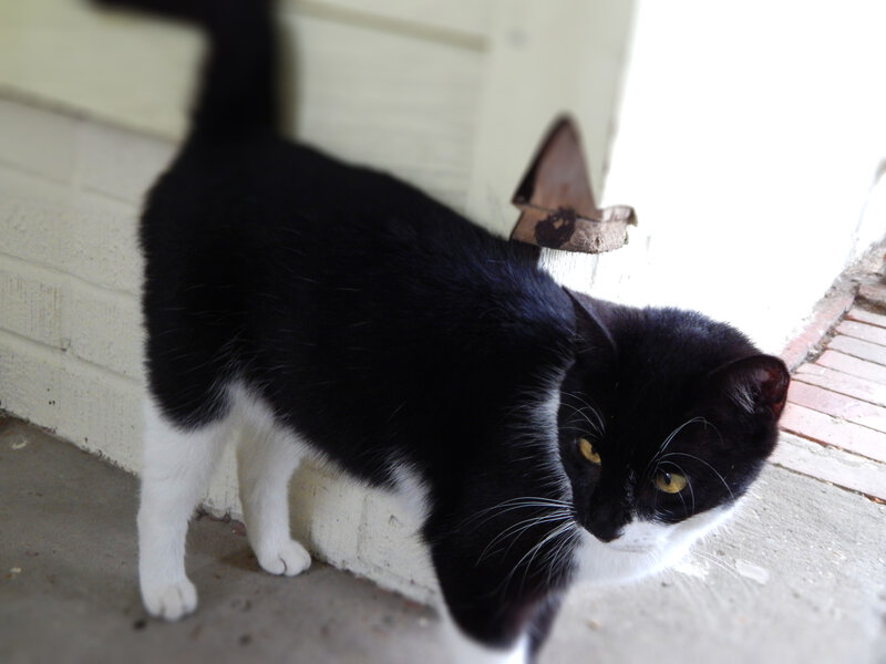 Black and White Cat — Calm, Afternoon, Photograph, Wall