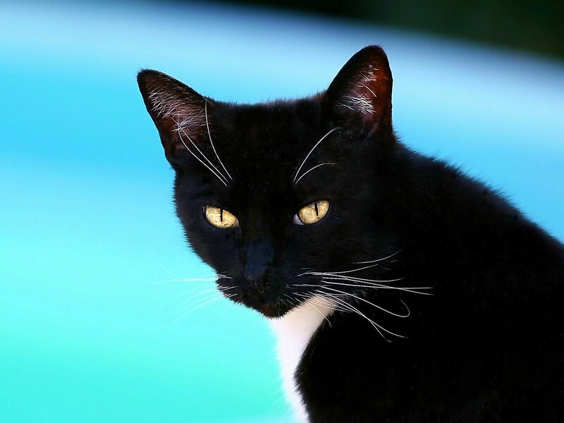 Black and White Cat — Calm, Afternoon, Photograph, Whiskers, Eyes, Pool