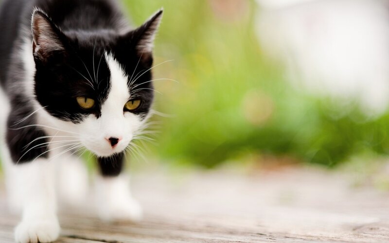 Black and White Cat — Calm, Afternoon, Photograph, Whiskers, Green Grass