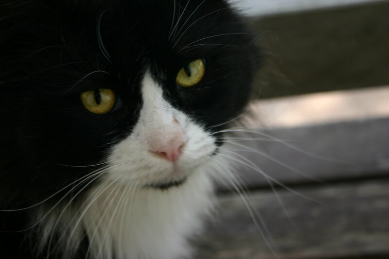 Black and White Cat — Calm, Afternoon, Photograph, Whiskers