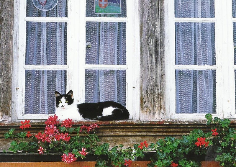 Black and White Cat — Calm, Afternoon, Photograph, Window, Flowers