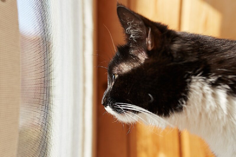 Black and White Cat — Calm, Afternoon, Photograph, Window Screen, Wooden Wall
