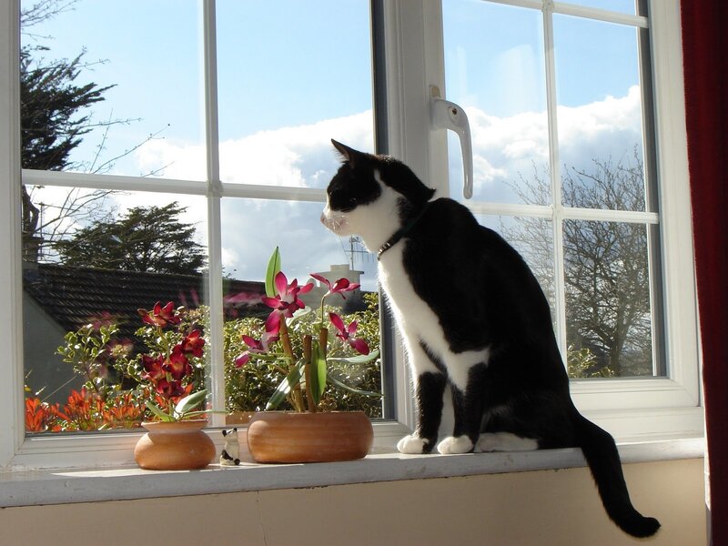 Black and White Cat — Calm, Afternoon, Photograph, Window