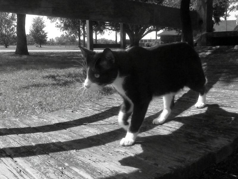 Black and White Cat — Calm, Afternoon, Photograph, Wooden Deck