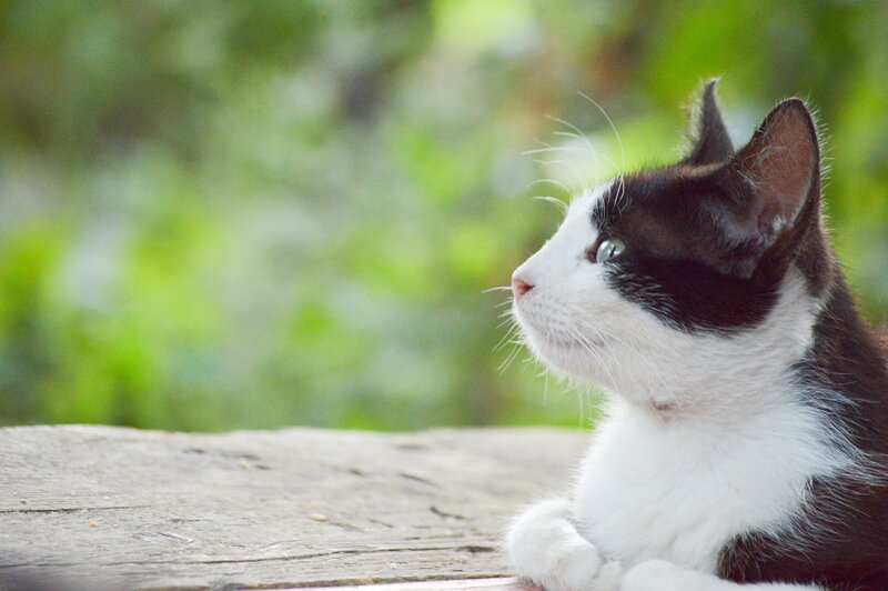 Black and White Cat — Calm, Afternoon, Photograph, Wooden Surface, Greenery
