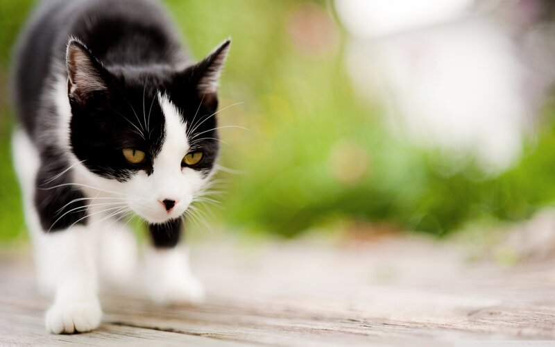 Black and White Cat — Calm, Afternoon, Photograph, Wooden Surface