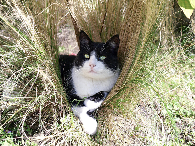Black and White Cat — Calm, Afternoon