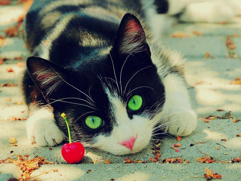 Black and White Cat — Calm, Autumn, Photograph, Cherry, Leaves