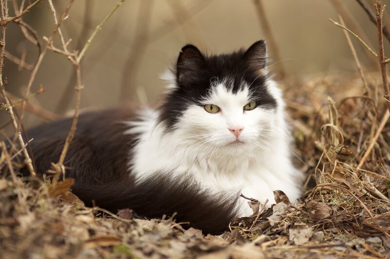 Black and White Cat — Calm, Autumn, Photograph, Dry Leaves