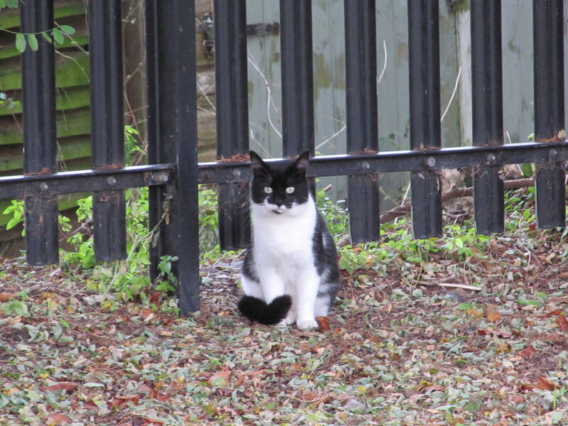 Black and White Cat — Calm, Autumn, Photograph, Fence