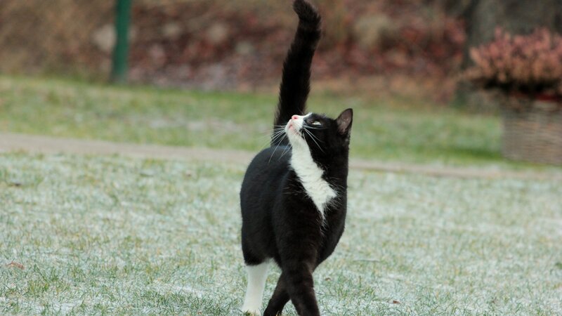 Black and White Cat — Calm, Autumn, Photograph, Grass
