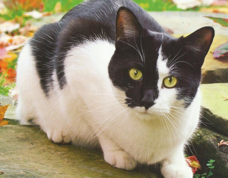 Black and White Cat — Calm, Autumn, Photograph, Leaves, Stone