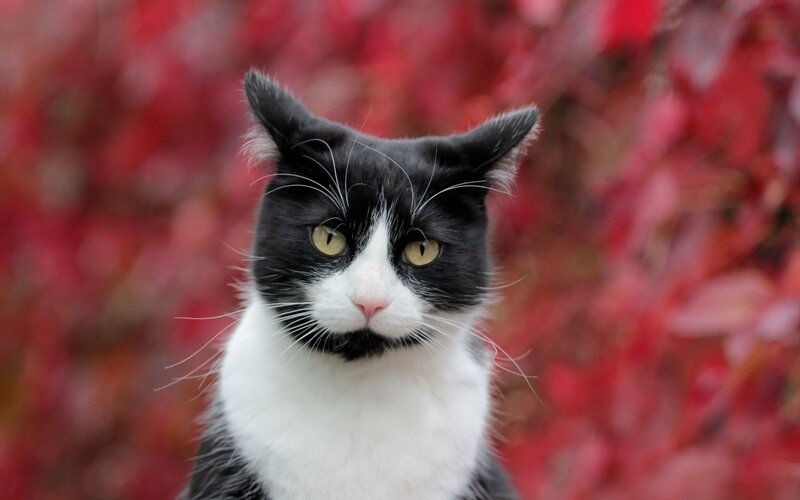 Black and White Cat — Calm, Autumn, Photograph, Red Leaves