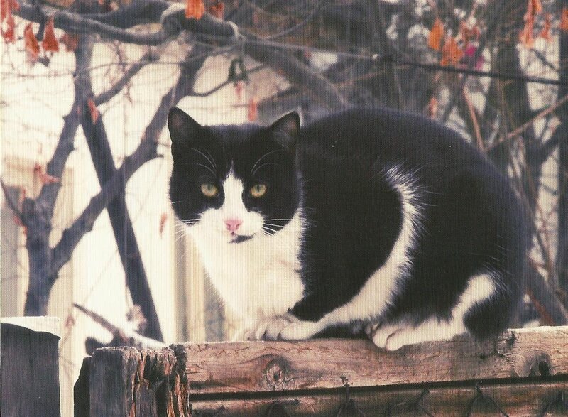 Black and White Cat — Calm, Autumn, Photograph, Tree Branches