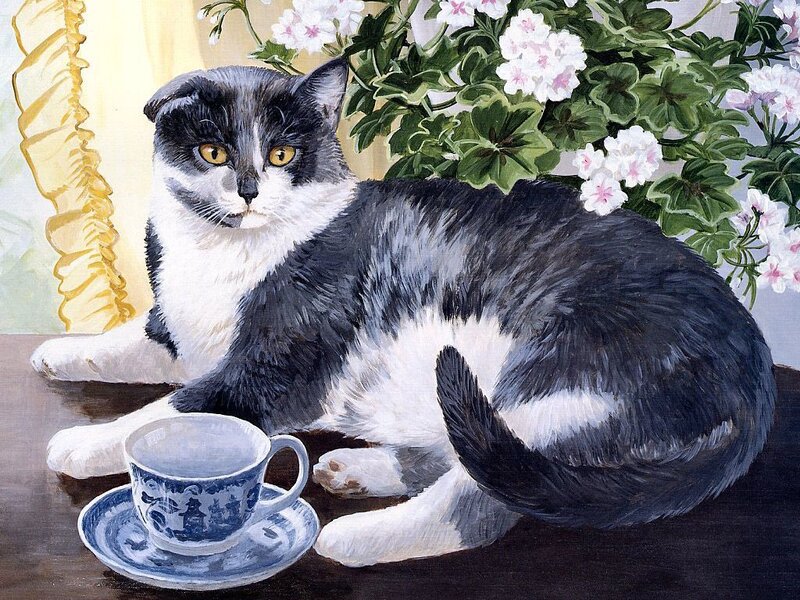 Black and White Cat — Calm, Daytime, Illustration