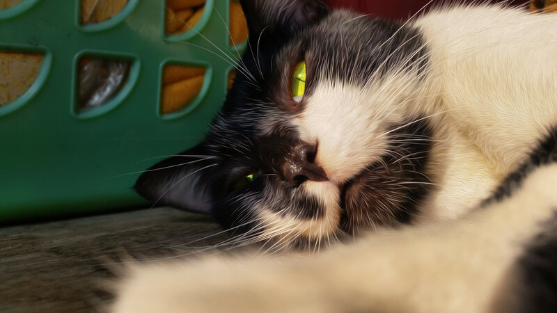 Black and White Cat — Calm, Digital Art, Green Basket