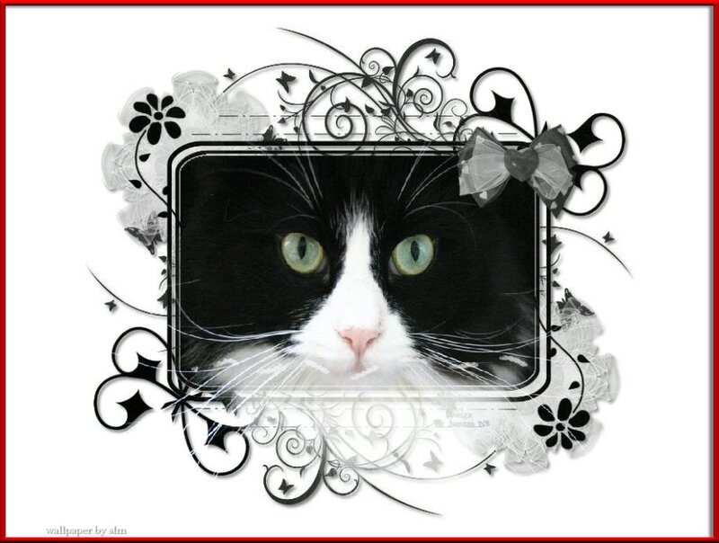 Black and White Cat — Calm, Digital Art
