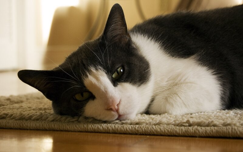 Black and White Cat — Calm, Morning, Photograph, Carpet, Floor, Beige