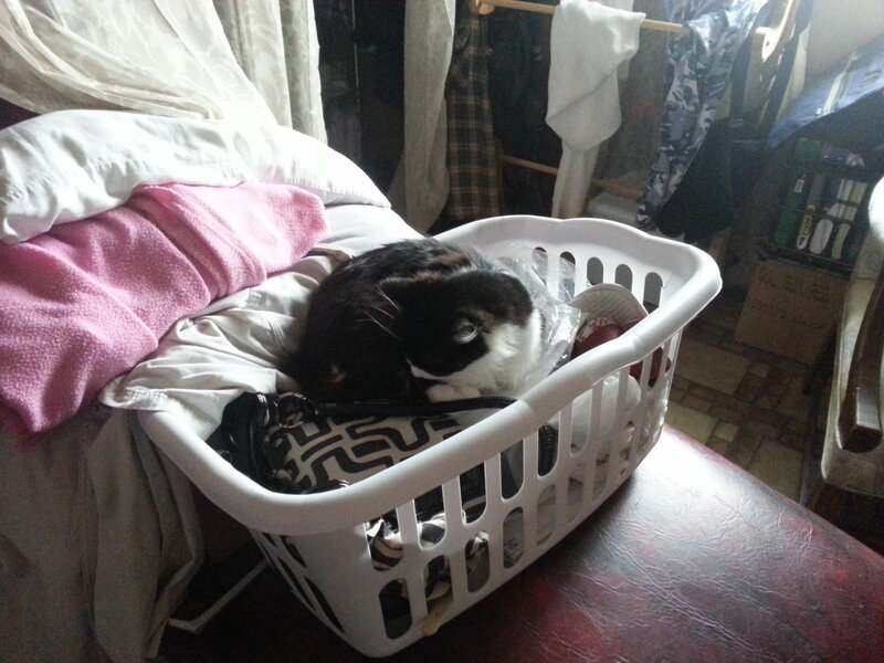 Black and White Cat — Calm, Morning, Photograph, Laundry Basket