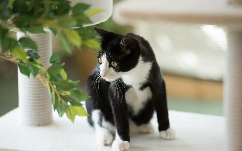 Black and White Cat — Calm, Morning, Photograph, Plant