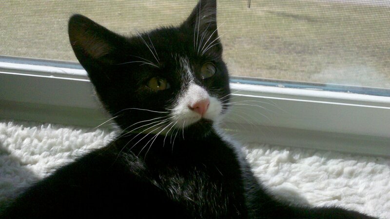 Black and White Cat — Calm, Morning, Photograph