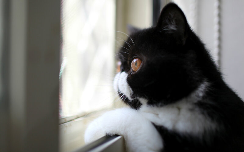 Black and White Cat — Calm, Morning, Photograph, Window